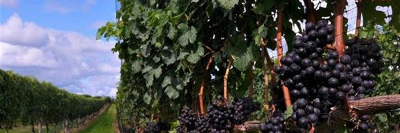 New York and Long Island: North Fork Winery Tastings, Tours & Lunch image